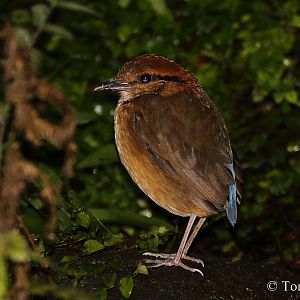 Giant Pitta (Pitta caerulea) - female
