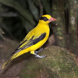 Black-naped Oriole (Oriolus chinensis diffusus)