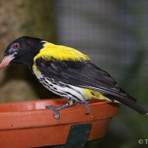 Dark-throated Oriole (Oriolus xanthonotus)