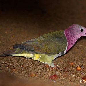 Pink-necked Fruit Dove (Ptilinopus porphyrea)