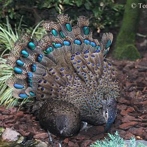 Malay Peacock-Pheasants (Polyplectron malacense) - Male making a display.