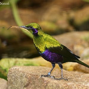 Iris Glossy Starling (Lamprotornis iris)