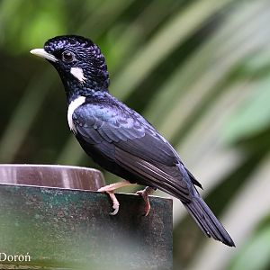 Sulawesi King Starling (Basilornis celebensis)