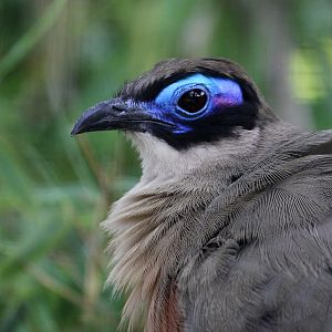 Giant Coua (Coua gigas)