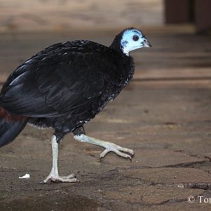 Wattled Brush Turkey (Aepypodius arfakianus misoliensis) - female