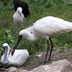 Black-faced Spoonbills (Platalea minor) - Probably only specimens outside A