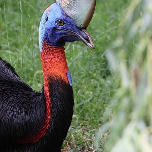 One-wattled Cassowary (Casuarius unappendiculatus rufotinctus) - female