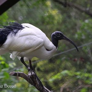 Madagascar White Ibis (Threskiornis bernieri) - adult bird