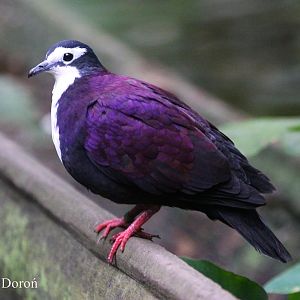 White-breasted Ground Pigeon (Gallicolumba jobiensis jobiensis)