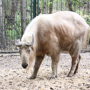 Golden Takin (Budorcas bedfordi)