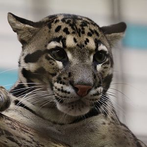 Indochinese Clouded Leopard (Neofelis pardalis)
