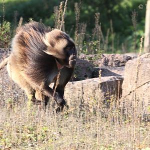 Gelada Baboon (Theropithecus gelada) - male.