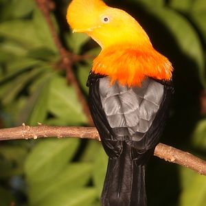 Andean Cock of the Rock (Rupicola peruviana peruviana) - male