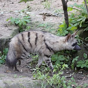 East African Aardwolf (Proteles cristatus septentrionalis).