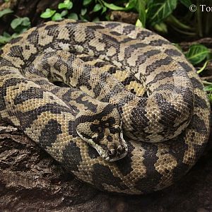 Carpet Python (Morelia spilota variegata)