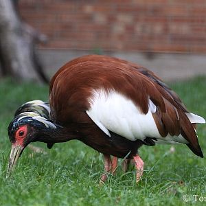 Madagascar Crested Ibis (Lophotibis cristata urschi)