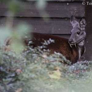 Siberian Musk-deer (Moschus moschiferus)