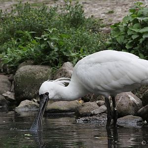 Black-faced Spoonbill (Platalea minor) - adult bird.