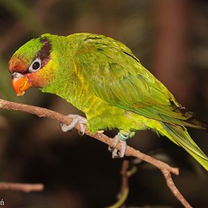 Johnstone's Lorikeet (Trichoglossus johnstoniae).