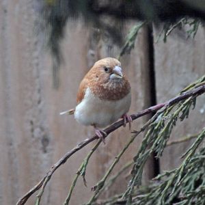 Species name please 1