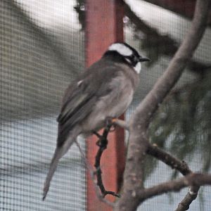 Species name please 2