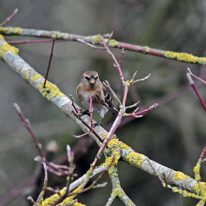 Species name please 3