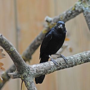 Species name please 4