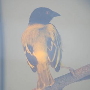 Weaver sp. ID Please?