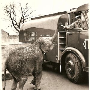 elephant in old zoo yard early 60's