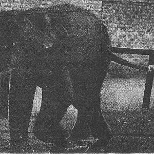 from Daily Mirror 1966