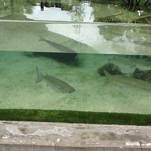 Indian River Play Lagoon Aquarium- Fish