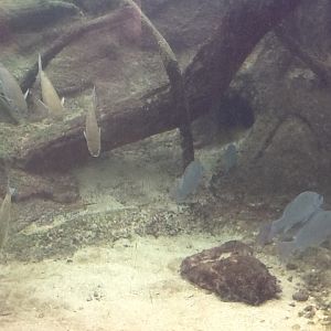 Indian River Play Lagoon Aquarium- Fish