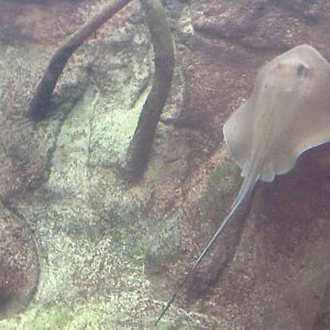 Indian River Play Lagoon Aquarium- Stingray