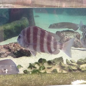 Indian River Play Lagoon Aquarium- Fish