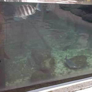 Indian River Play Lagoon Aquarium- Fish