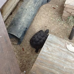 Paws On Petting Zone- Gopher Tortoise