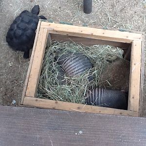 Paws On Petting Zone- Gopher Tortoise & Armadillos