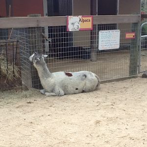 Paws On Petting Zone- Alpaca