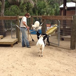 Paws On Petting Zone- Alpaca & Goats