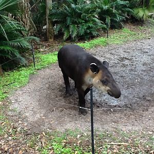 La Selva- Baird's Tapir