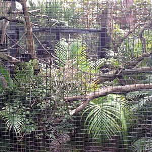 La Selva- White-Faced Saki