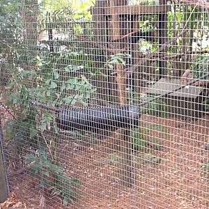 La Selva- Golden-Headed Lion Tamarin