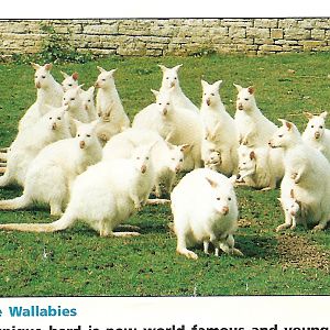 Flamingo gardens Olney [closed]