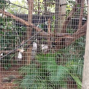 La Selva- Golden-Headed Lion Tamarin Enclosure