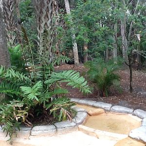 La Selva- Giant Anteater Enclosure