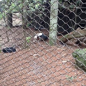 La Selva- King Vulture