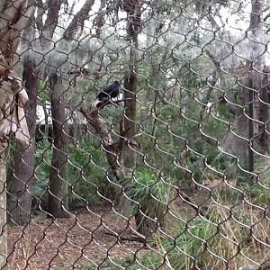 La Selva- Black Vultures