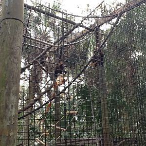 La Selva- Spider Monkeys