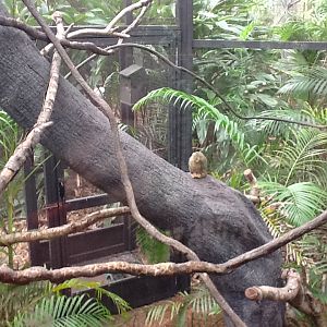 La Selva- Pygmy Marmoset