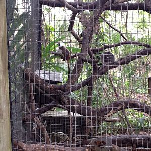 La Selva- Cottontop Tamarin